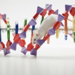 Čeští vědci zmrazili DNA racka i slepice