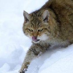 Do Bavorského lesa se po 170 letech vrátily divoké kočky