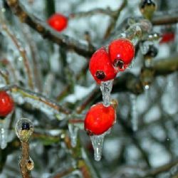 
Do nového roku vstoupíme s ledovkou, varují meteorologové
