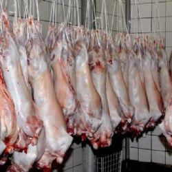 E15: Babišovo Animalco vyhrálo tendr na dodávku masa správě rezerv