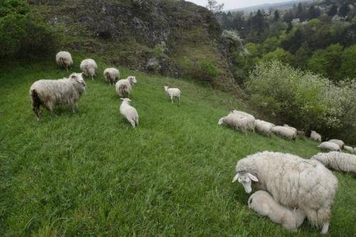 Foto: Farmáři nemají zájem, a tak scházejí pastevci koz a ovcí