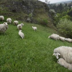 Farmáři nemají zájem, a tak scházejí pastevci koz a ovcí
