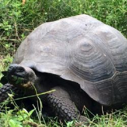 Jak se vlastně želva hledá? Na Galapágách objevili nový druh
