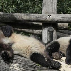 Jak se žije vídeňským pandám s českou péčí?