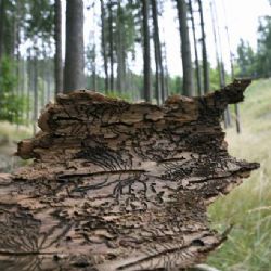Kůrovci se zakousli do stromů. Po suchém létě víc než obvykle