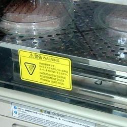 
Léčba diabetiků kmenovými buňkami má znovu zelenou
