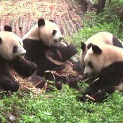 Panda v Praze? Čína možná Česko odmění za lepší vztahy