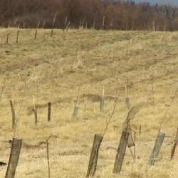 Pětileté dotace na sady skončily. Někteří vlastníci je likvidují, aniž sklidili jediné jablko