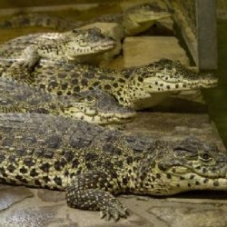 Potomci Castra a Hillary se vracejí na Kubu
