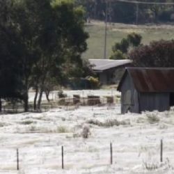 Scéna jako z hororu. V australském městečku pršeli pavouci