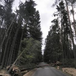 Silný vítr může v neděli lámat větve i stromy