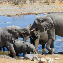 V Česku vzniká speciální obojek k ochraně afrických slonů