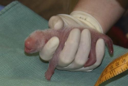 Foto: Washingtonská zoo truchlí, jeden z pandích novorozenců uhynul