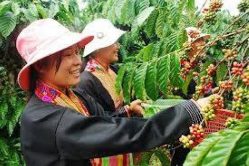 Obrázek - Specifika vietnamské kávy