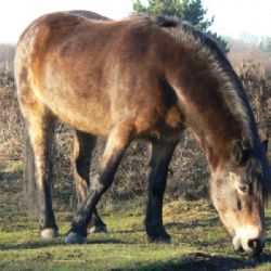 Mezi Radčicemi a Křimicemi běhal u silnice kůň
