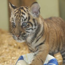 Rekord. Zoo loni navštívilo 512 682 lidí