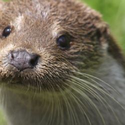 Zoologická a botanická zahrada zve k sobotní oslavě Dne Země