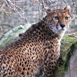 Gepardice z Francie okouzlily plzeňskou zoo