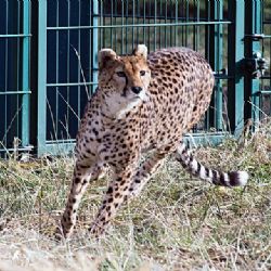 Nové gepardí samice rozšíří rodinu v plzeňské zoo