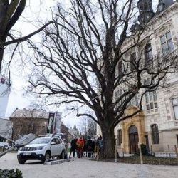 Stoletý dub u muzea zatím nekácet: Experti rozhodli o desetiletém prodloužení života