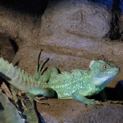 Do ZOO z brány na Vinicích 