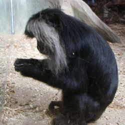 Kmotři zvířátek se dnes sejdou v ZOO