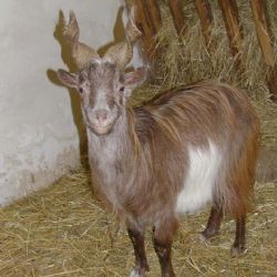 V Lüftnerce se budou praktikovat vánoční 