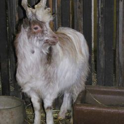 Hurvínek a Mánička v ZOO Plzeň