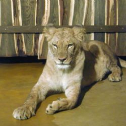 V ZOO dnes otevřen nový lvinec 