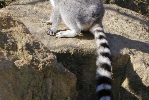 Foto: Ze ZOO zmizel lemur