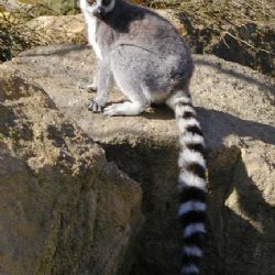 Ze ZOO zmizel lemur