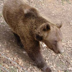 Medvědi v ZOO se probudili ze zimního spánku