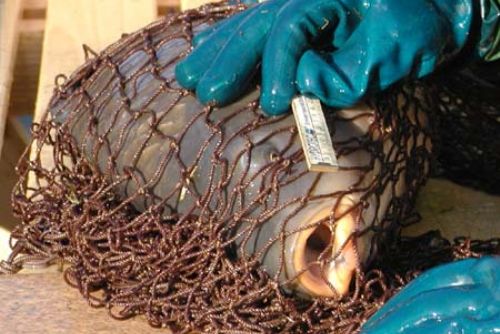 Foto: Vedra působí potíže, uhynuly metráky ryb