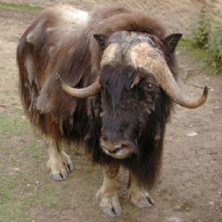 Plzeňská zoo odchovala poprvé pižmoně
