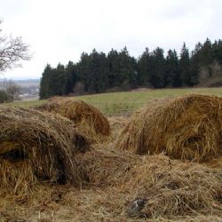 Obce v kraji nevědí, jak se zbavit sena