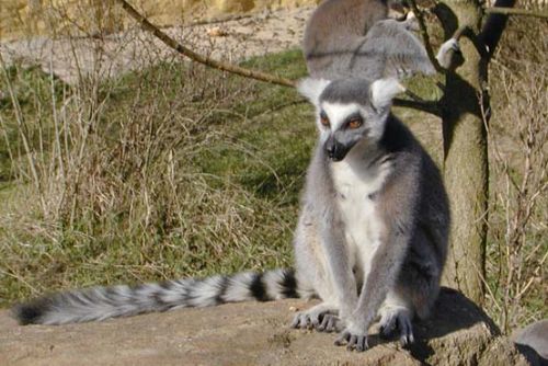 Foto: Lemur už je spátky v plzeňské zoo
