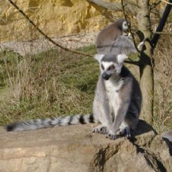Lemur už je spátky v plzeňské zoo