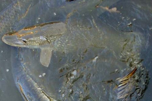 Foto: Na Rokycansku likvidovali mrtvé ryby