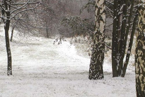 Foto: Sníh v lesích působí obrovské škody