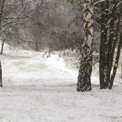 Sníh v lesích působí obrovské škody