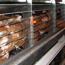 V Zálesí vyroste farma na výkrm brojlerů
