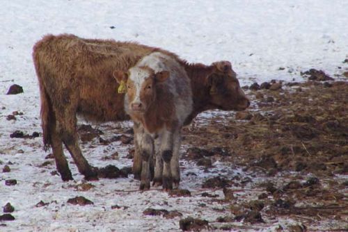 Foto: V Miřkově vzplál kravín, uhořely desítky zvířat