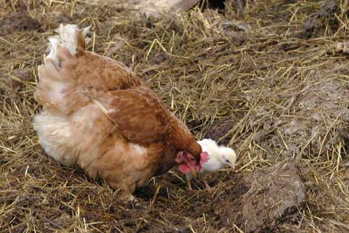 Foto: Chovatelé musejí kvůli ptačí chřipce zabíjet
