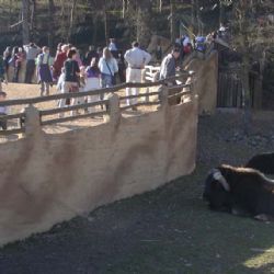 V zoo se nečekaně narodilo dikobrazí mládě