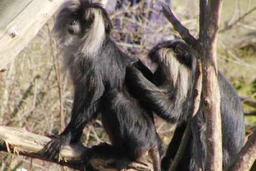 Foto: Samson Lenk pokřtil makaka Lenku