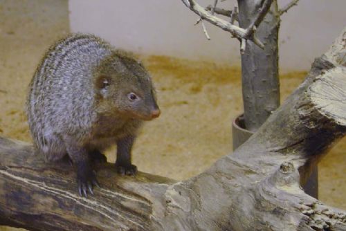 Foto: Zoo v úterý chystá Den na pomoc Madagaskaru