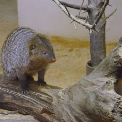 Zoo v úterý chystá Den na pomoc Madagaskaru