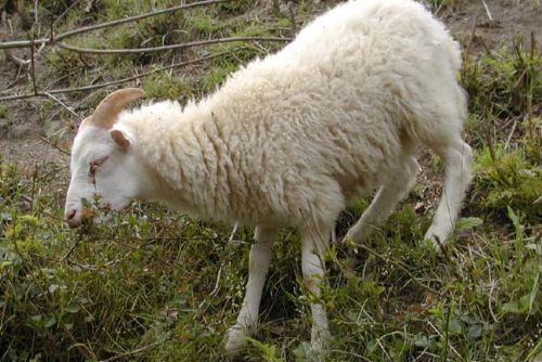 Foto: Psi zadávili dva berany a zranili další ovce