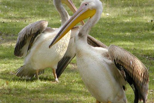 Foto: Zoo má tři malé pelikány bilé