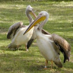 Zoo má tři malé pelikány bilé